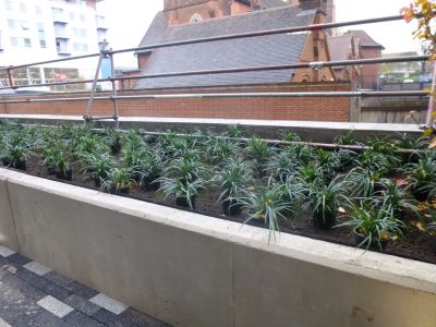 Planting from near Car Park Steps
