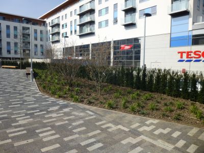 Planting between Church and Tesco
