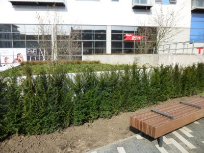Planting between Church and Tesco
