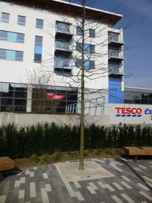 Planting between Church and Tesco
