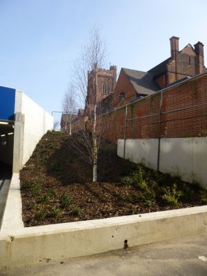 Planting behind Church
